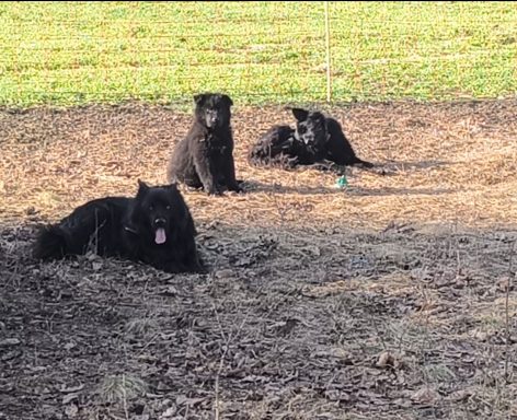 Altdeuschen Hütehunde mit Welpen (c) Alois Raith Drei schwarze Hunde liegen und sitzen im Gras, umgeben von Erde und Sonnenlicht.