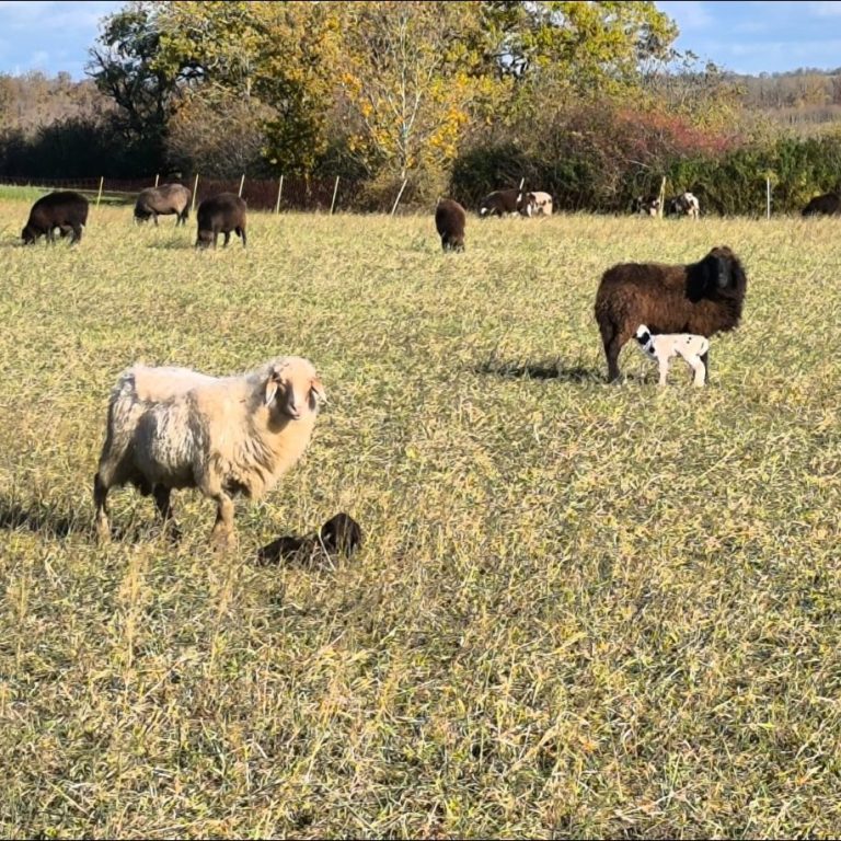 Schafe und Lämmer grasen auf einer weitläufigen Wiese unter blauem Himmel.