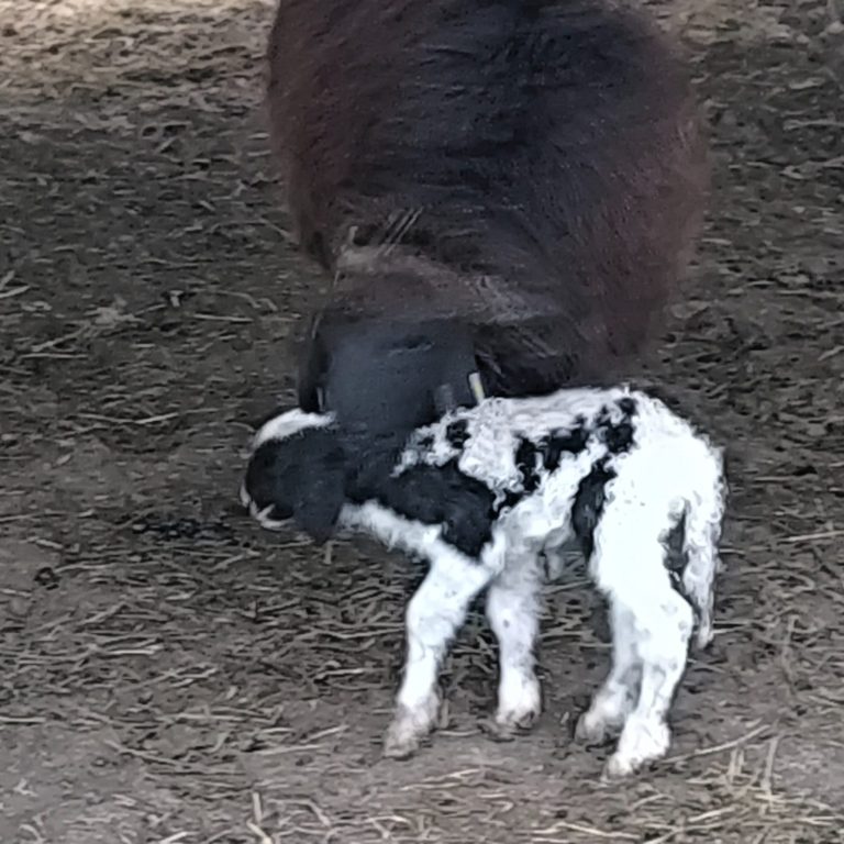 Ein neugeborenes Schwarz-Weißes Lamm steht neben seiner Mutter auf der Weide.