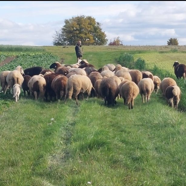 Eine Gruppe von Schafen auf einer grünen Wiesenweg mit Schäfer.