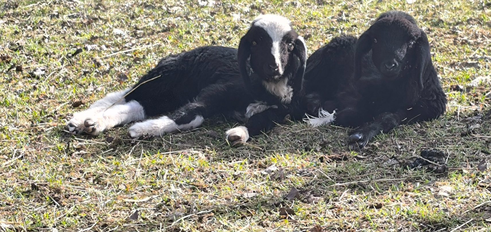 Zwei schwarze und weiße Lämmer liegen auf der Wiese und entspannen sich.