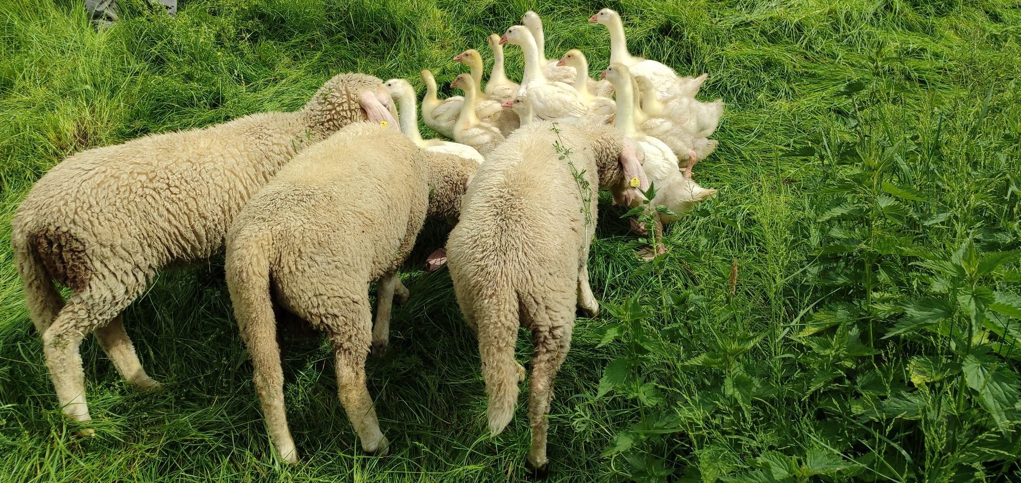 Schafe und Gänse grasen zusammen auf einer grünen Wiese.