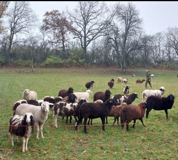 Schafe auf einer Wiese mit einem Hirten im Hintergrund zwischen Bäumen.