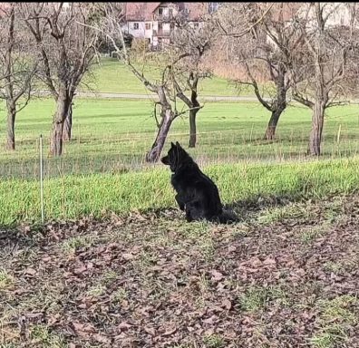Blue von der Schäferei Raith (c) Alois Raith Schwarzer Hund sitzt auf einem Feld mit Bäumen im Hintergrund.