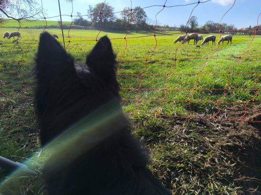 Ares von der Schäferei Raith bewacht Schafherde (c) Alois Raith Schwarzhaariger Hund blickt auf eine Wiese mit mehreren Rehen im Hintergrund.