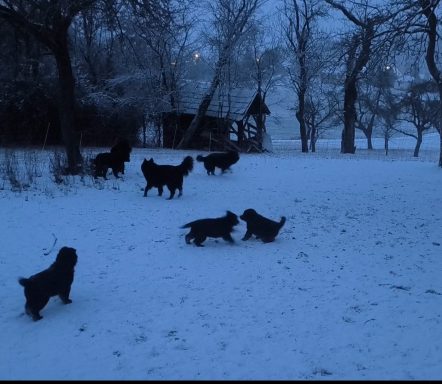 Rudel spielt im Schnee (c) Alois Raith Schwarze Hunde spielen im Schnee bei Dämmerung in einer winterlichen Landschaft.