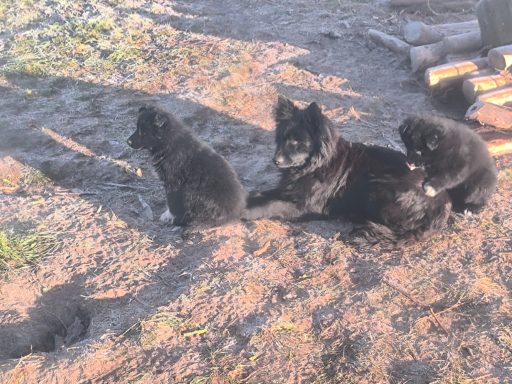 Adele mit 2 Welpen (c) Alois Raith Drei schwarze Hunde sitzen im Freien auf Erde, ein Welpe spielt mit einem älteren Hund.