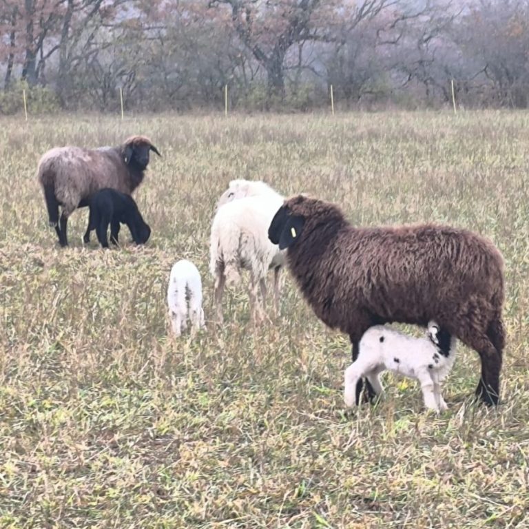 Schafe und Lämmer grasen auf einer offenen Wiese.