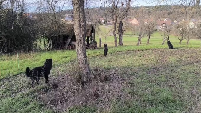 Gustav und Ares bei der Arbeit, Altdeuschen Hütehunde(c) Alois Raith Drei Hunde stehen in einer grünen Wiese, umgeben von Bäumen und einem alten Schuppen.