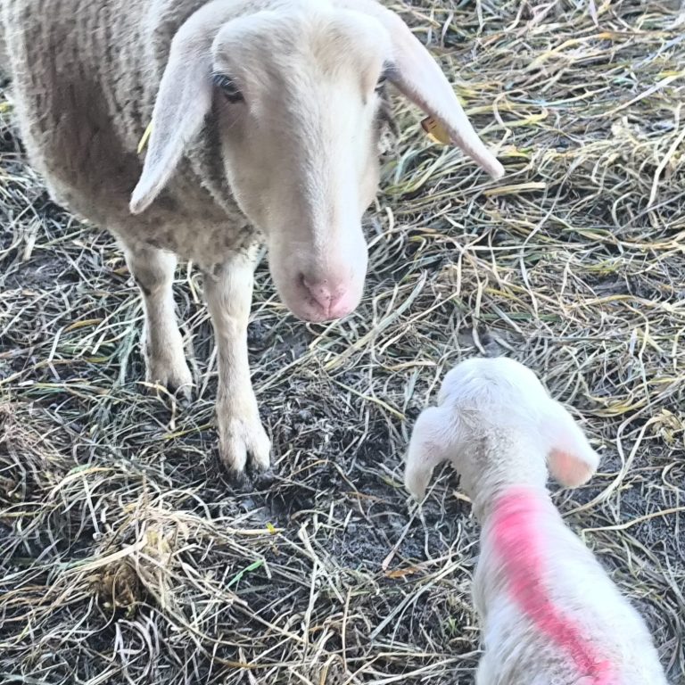 Eine Schafmutter steht neben ihrem neugeborenen Lämmchen.