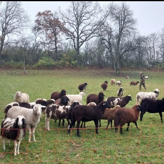 Schafe auf einer grünen Wiese, begleitet von einem Schäfer.